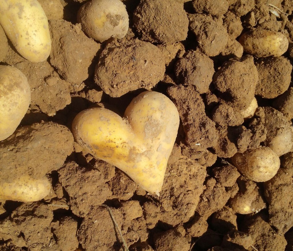 Kartoffel in Herzform 